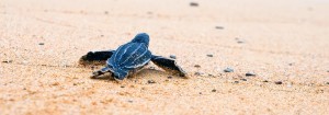 Close up of baby blue turtle on the sand
