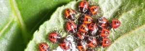 Crowd of ladybugs on a leaf