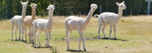 Curious alpacas