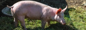 Close up of pig walking on grass