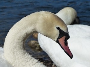 closeup of a Mute Swan with head turned to the side