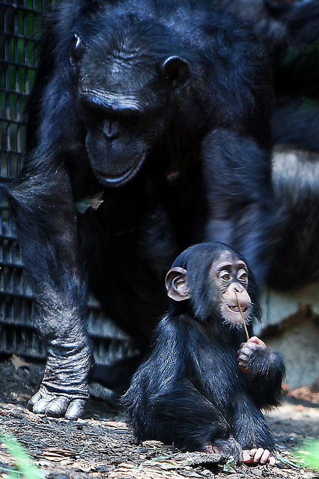 Chimpanzee mother sitting with child who is putting a stick in his nostril.