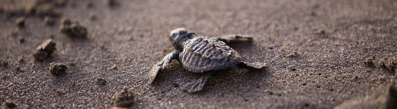 animal-ethics-essay-prize