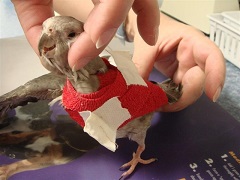 source: littlecrittersvet.com