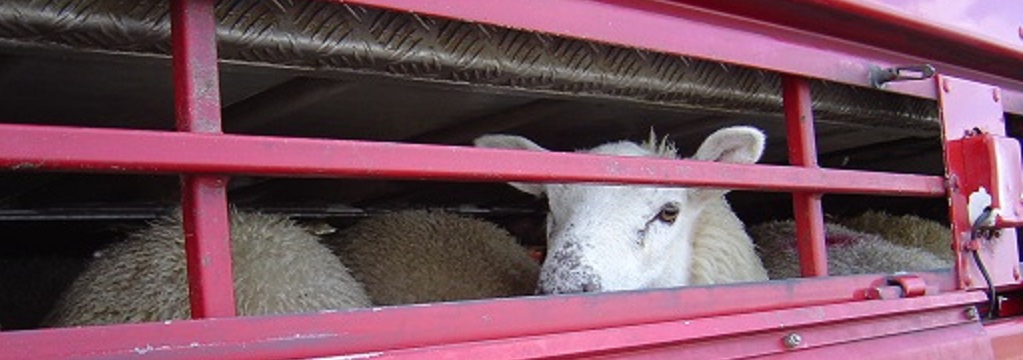 Sheep looks through the bars of cage