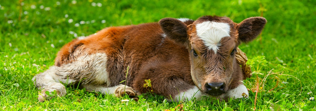 Close-up of calf lying down in the grass