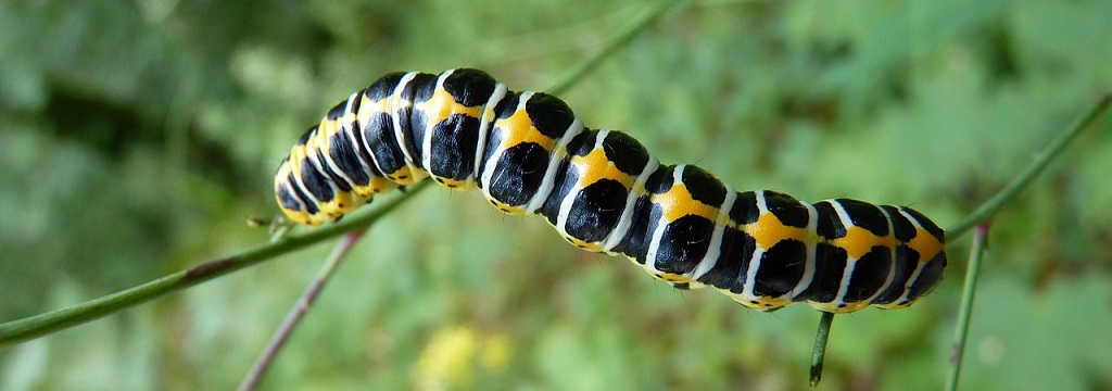 Close up of caterpillar climbing on branches