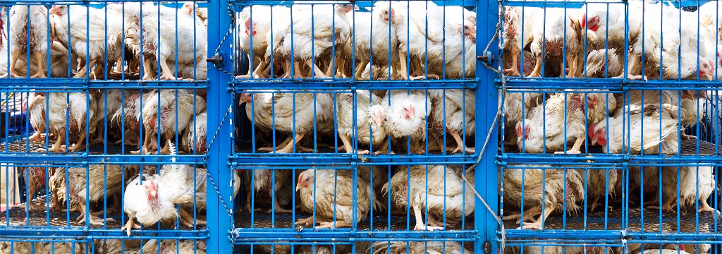 Dozens of chickens stacked on top of each other in small cages