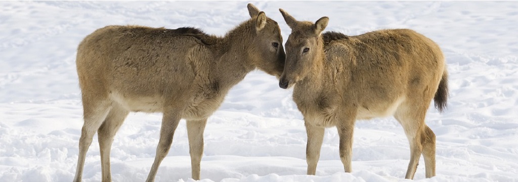Two deers touch noses in the snow