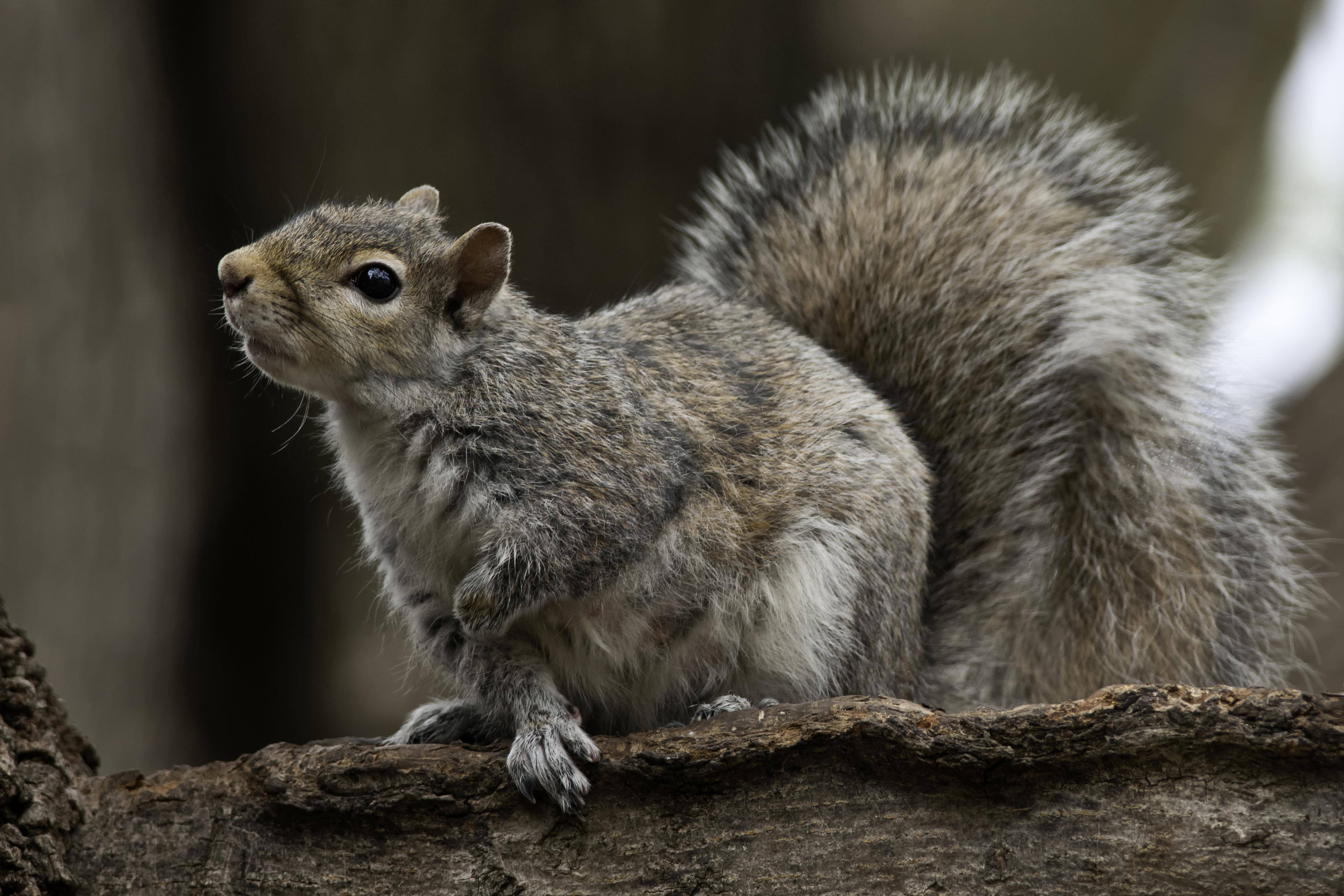 Close-up of gray squirrel perched on tree branch