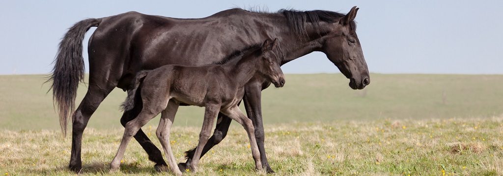 Black horse walks in field with her child