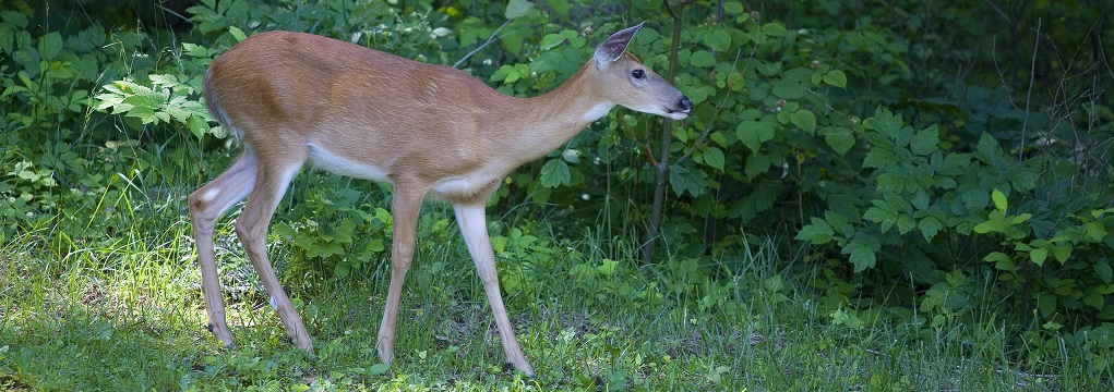 Deer walking through a forest