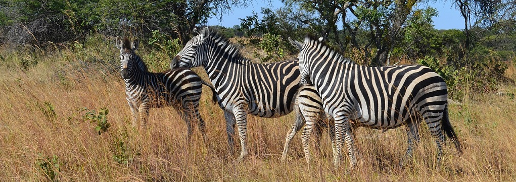 Group of zebras walking