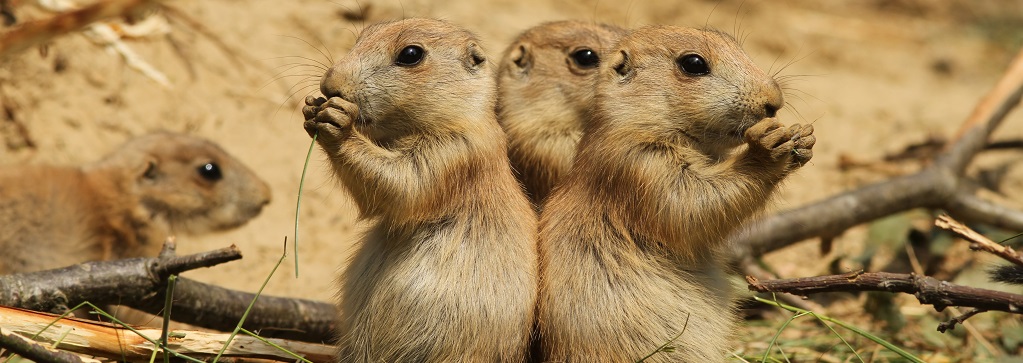 Prairie dogs eating grass