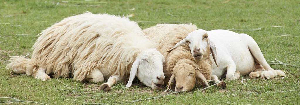 Sheep family sleeps together in the grass