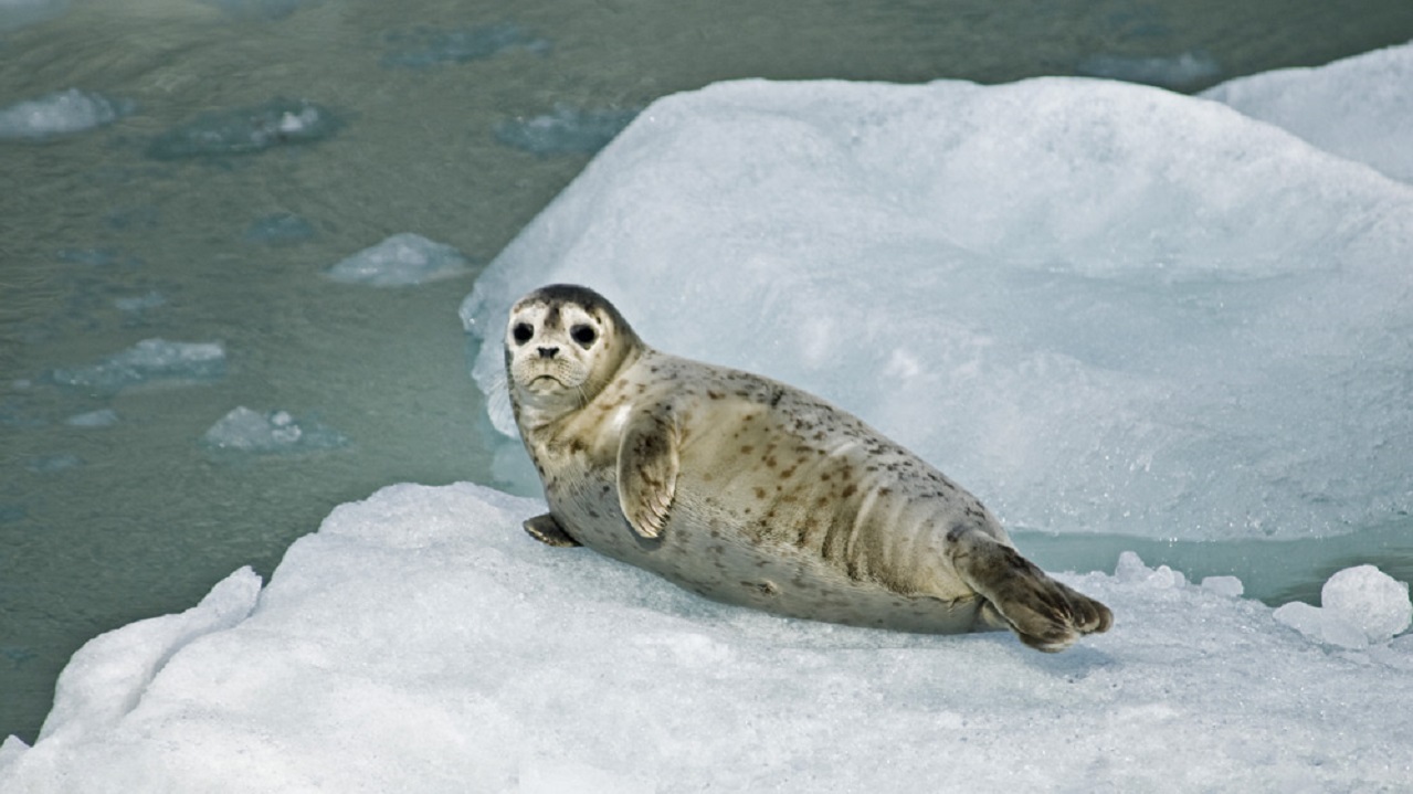 Harp seal lying on a block of ice in the ocean