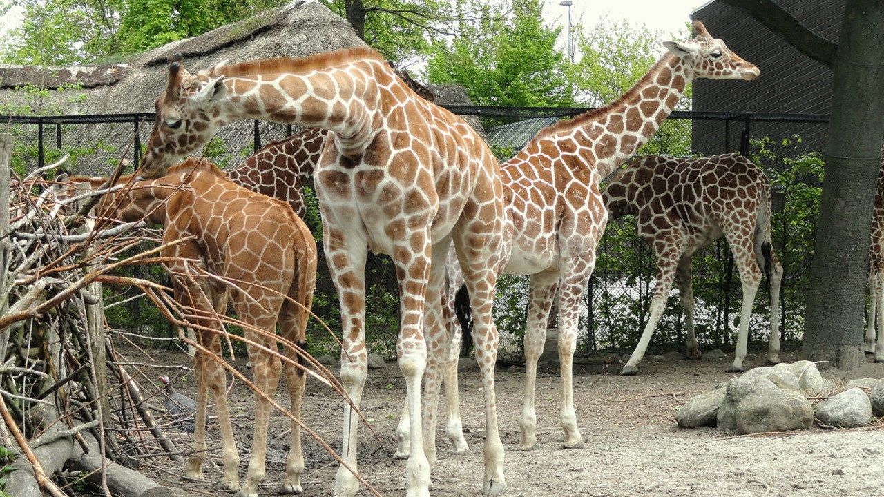 Four giraffes kept in a zoo exhibit