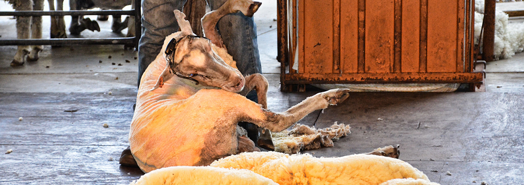 Sheep shearing