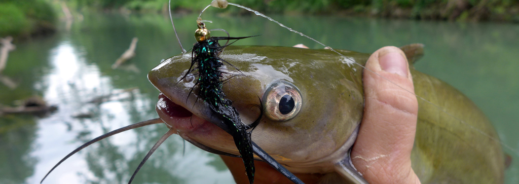 Human hand holds the neck of a catfish with a hook and fishing gear in mouth.