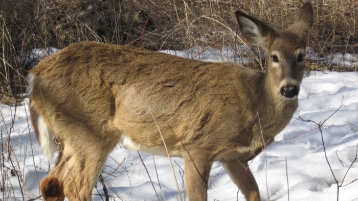 Close-up of deer standing in a snowy clearing