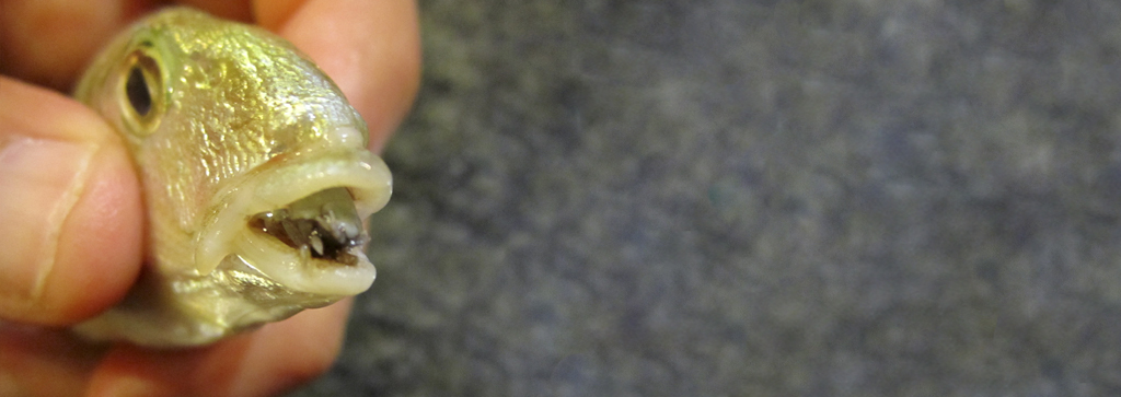 Closeup of a small fish's head held between human fingers, showing a diseased mouth.