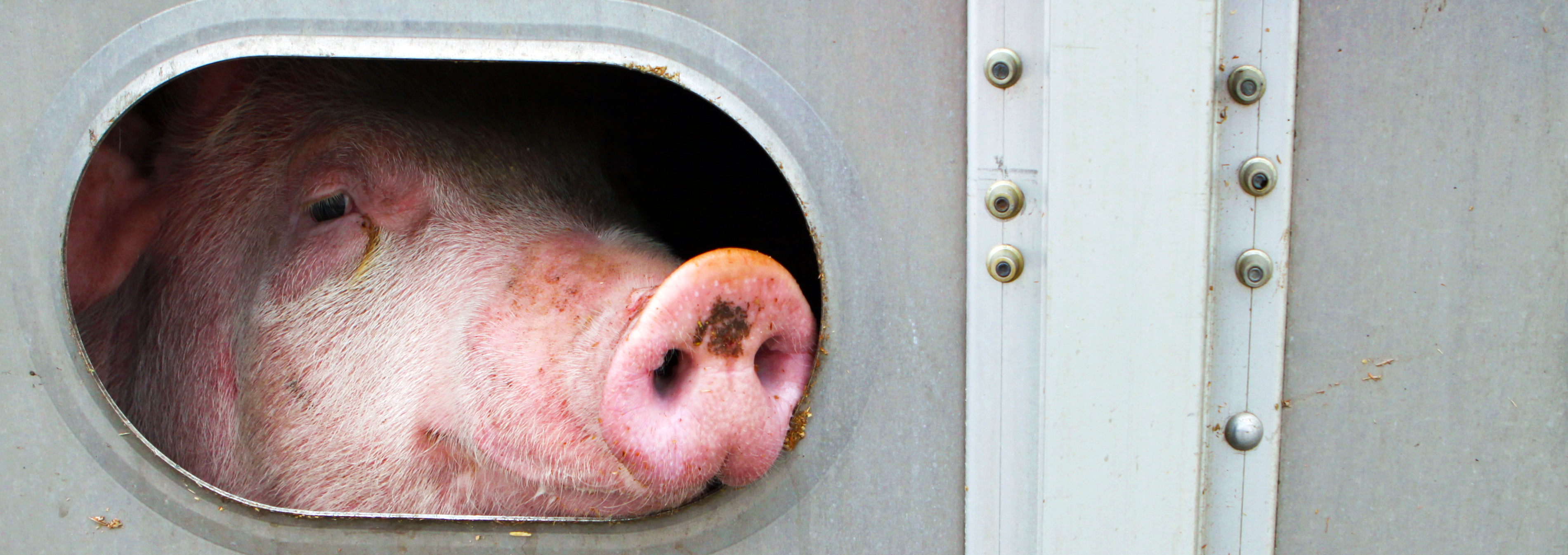 Close-up of pig looking through window like opening of truck with mud or fecal matter on her snout and face.