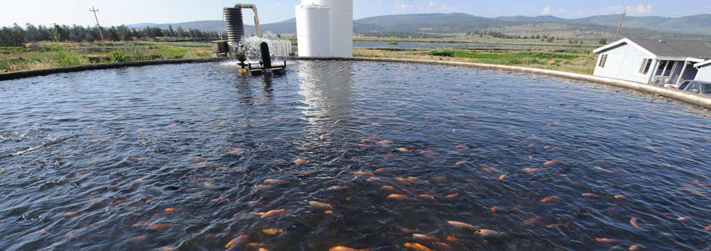 Dozens of fishes held in a small pool on a fish farm
