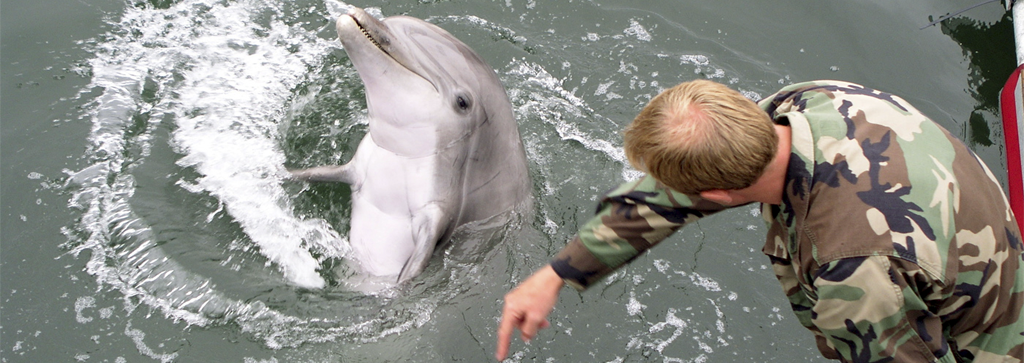Military trained dolphin