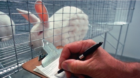 Rabbit in a cage in a lab with a human taking notes