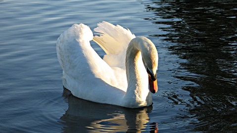 Mute Swan sitting on a lake