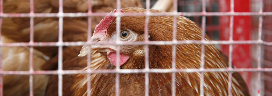 Close-up of a hen in a cage, with her head turned to the side and one eye looking out