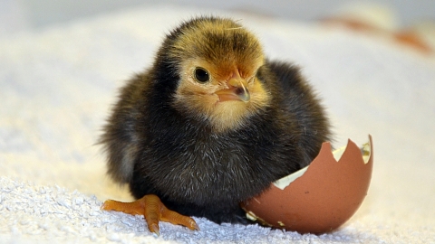 Chick just after emerging from egg