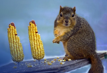 squirrel standing next to two upright unhusked ears of corn.