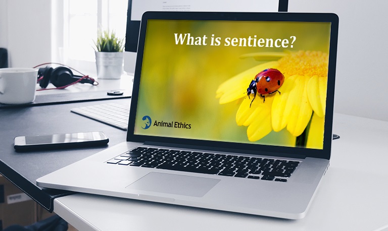 animal-ethics_wild-animal-suffering-video-course