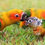 miniatura-Animal consciousness and cognition