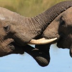 miniatura-Consciousness and self-consciousness