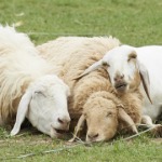 miniatura-Criteria for recognizing sentience