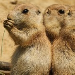 miniatura-The idea that only humans are sentient