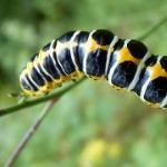 miniatura-The problem of consciousness