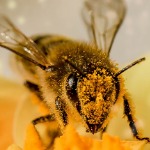 miniatura-What beings are conscious