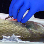 miniatura-animal-experimentation