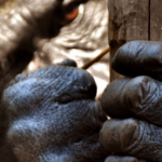 miniatura-animal-interests-picture