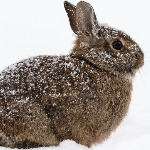 miniatura-animal-suffering