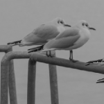 miniatura-animals-interest-not-suffering