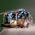 miniatura-antagonism