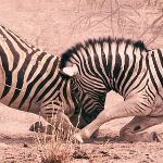 miniatura-antagonism(1)