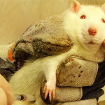 miniatura-biomedical