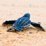 miniatura-blue-turtle-on-sand