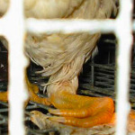 miniatura-diseases-land-farms