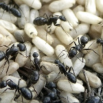 miniatura-evolutionary